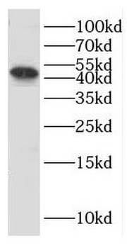 ERI1 Antibody