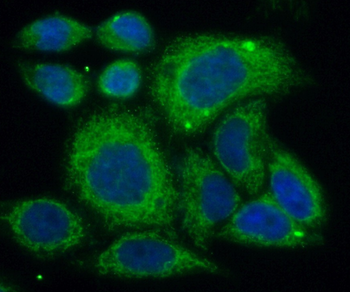 ERK1/2 Antibody