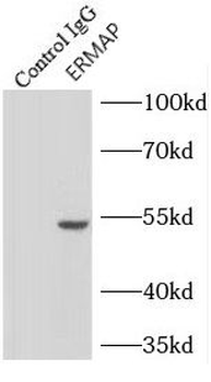 ERMAP Antibody