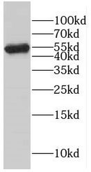 ERO1A Antibody