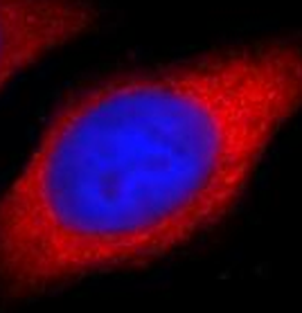 PDIA3 Antibody