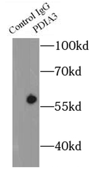 PDIA3 Rabbit Polyclonal Antibody
