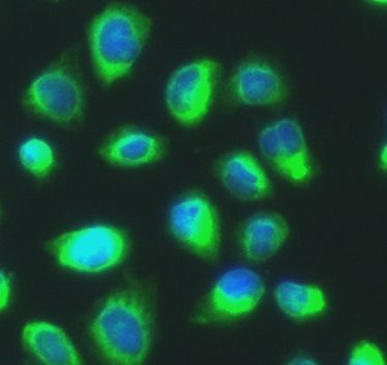PDIA4 Antibody