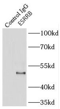 ESRRB Antibody