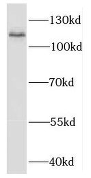 EXOC6 Antibody