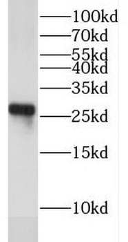 EXOSC4 Antibody