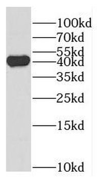 FA2H Antibody