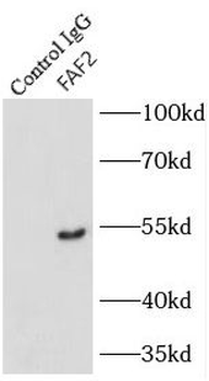 FAF2 Antibody
