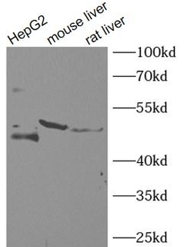 FAH Antibody