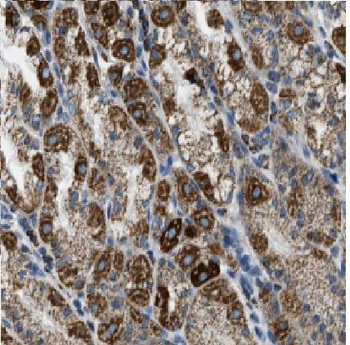 RFLNA Rabbit Polyclonal Antibody