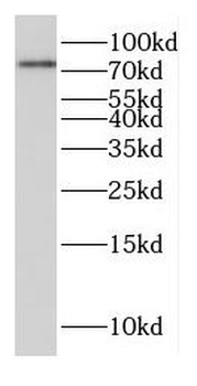 FAM114A1 Rabbit Polyclonal Antibody