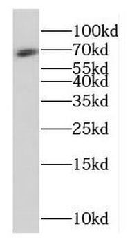 FAM117B Rabbit Polyclonal Antibody