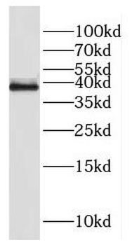 FAM118B Antibody