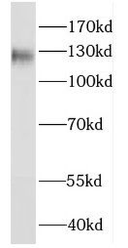 FAM120A Antibody