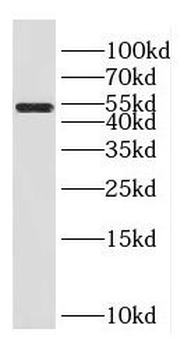 FAM124B Rabbit Polyclonal Antibody