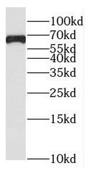 FAM13A Antibody