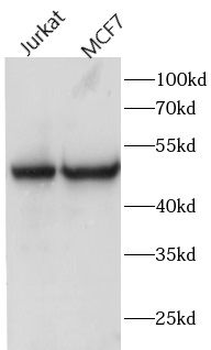 FAM20C Antibody