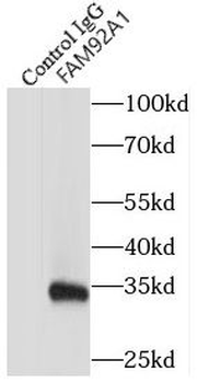 CIBAR1 Antibody