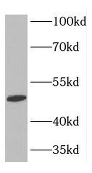 FARS2 Antibody