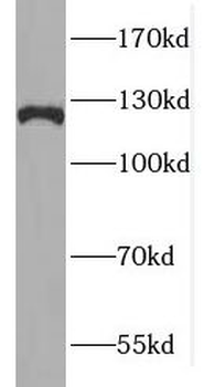 FBXL13 Antibody
