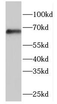 FBXW5 Antibody
