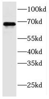 FDXACB1 Antibody