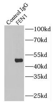 FEN1 Antibody