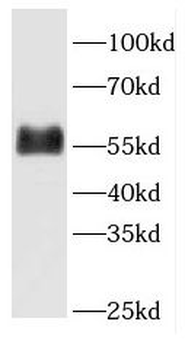FETUB Antibody