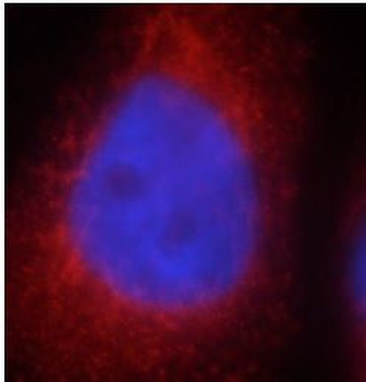 FGD5 Antibody