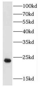FGF12 Antibody