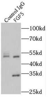 FGF5 Antibody