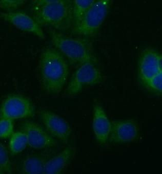 FH Antibody
