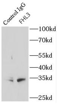 FHL3 Rabbit Polyclonal Antibody