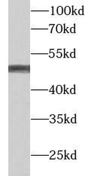 FGG Rabbit Polyclonal Antibody