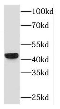 FMOD Antibody