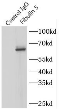 FBLN5 Antibody