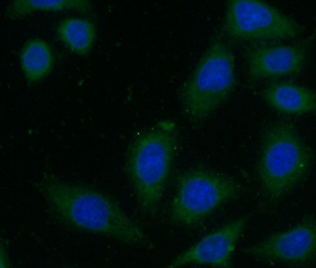 FBLN5 Antibody