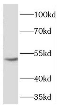 FICD Antibody