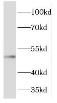 FJX1 Rabbit Polyclonal Antibody