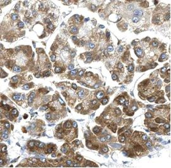 FJX1 Rabbit Polyclonal Antibody