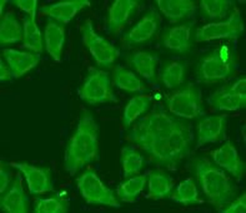 FKBP2 Antibody