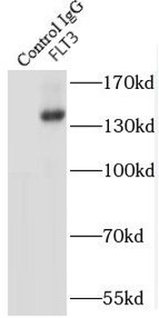 FLT3 Rabbit Polyclonal Antibody