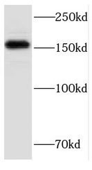 FMNL1 Antibody