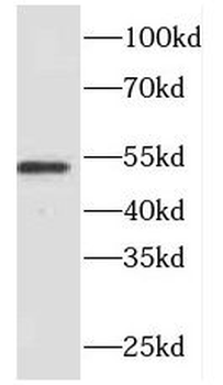 FMO2 Antibody