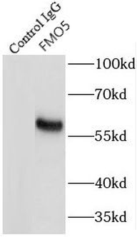 FMO5 Antibody