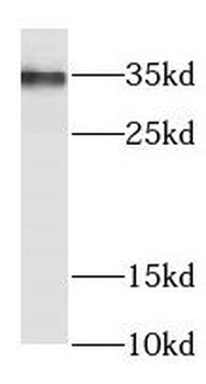 FN3KRP Antibody