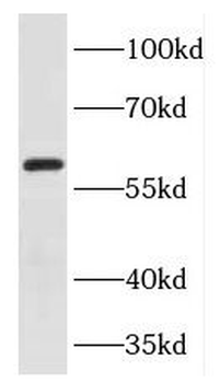 FOXG1 Antibody
