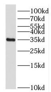 FOXS1 Antibody