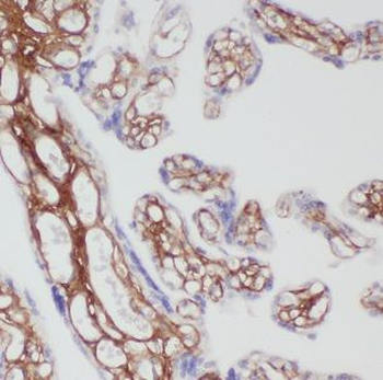 FSTL1 Rabbit Polyclonal Antibody