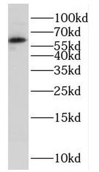 FUBP3 Antibody